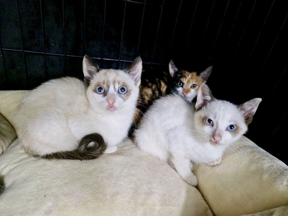 Bebés fêmeas com cerca de 2 meses para adoção responsável