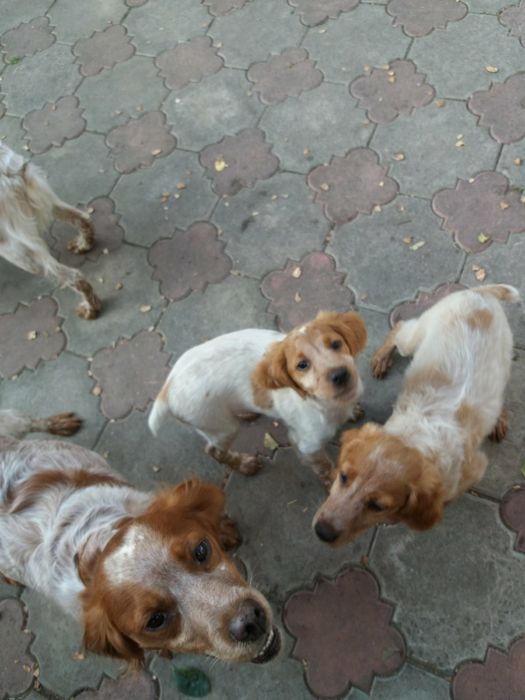 Продам  дорослу робочу лягаву Французьку спанієль