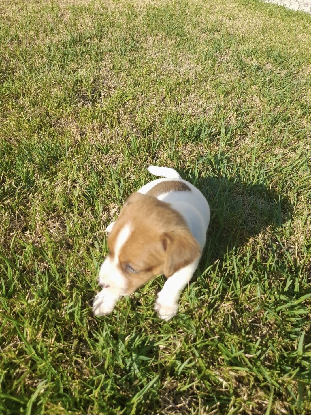 Jack Russell Terrier com Pedigree e Afixo