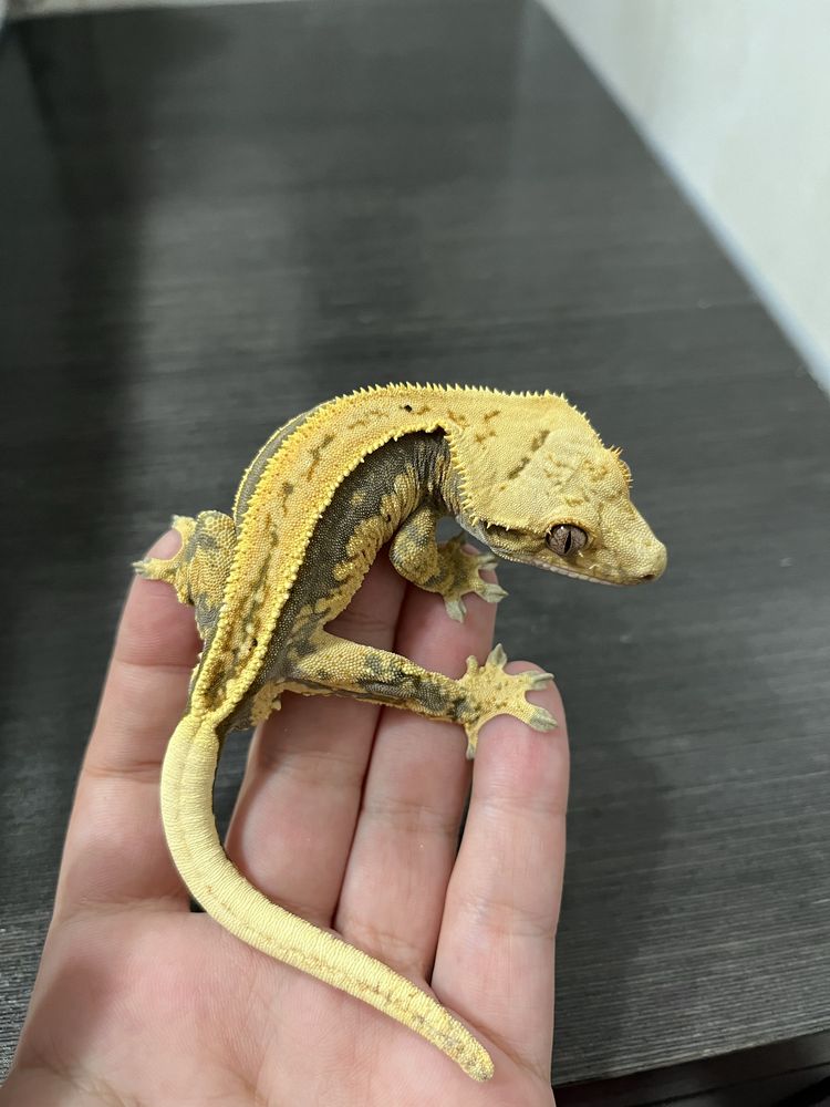Gekon orzęsiony EMG1 samiec ciliatus crested gecko