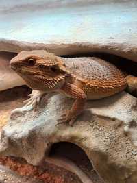 Agama brodata z terrarium 120x60x60