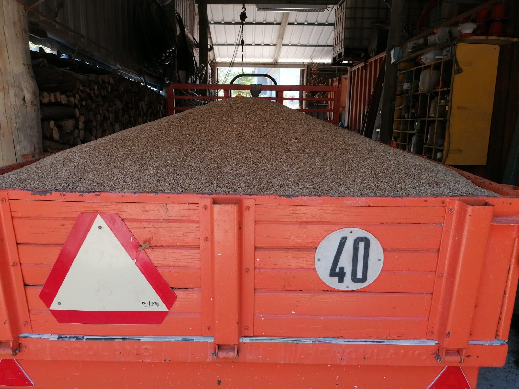 Triticale para alimentação animal