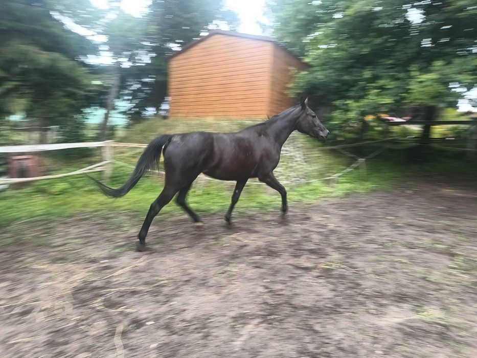 Kara klacz młopolska