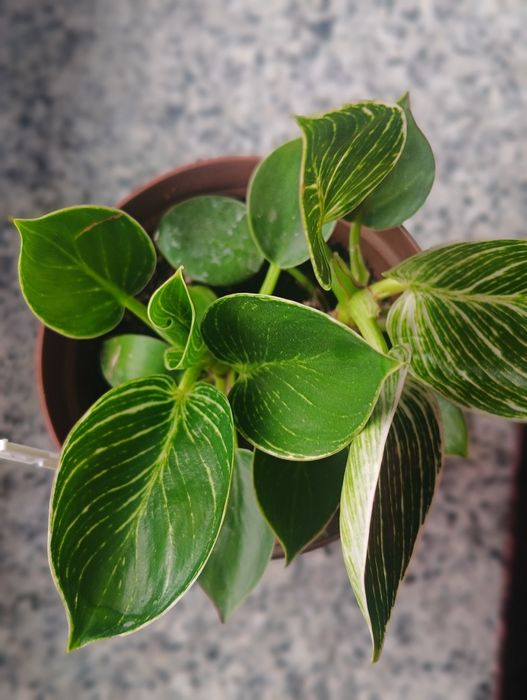 Filodendron Philodendron Birkin