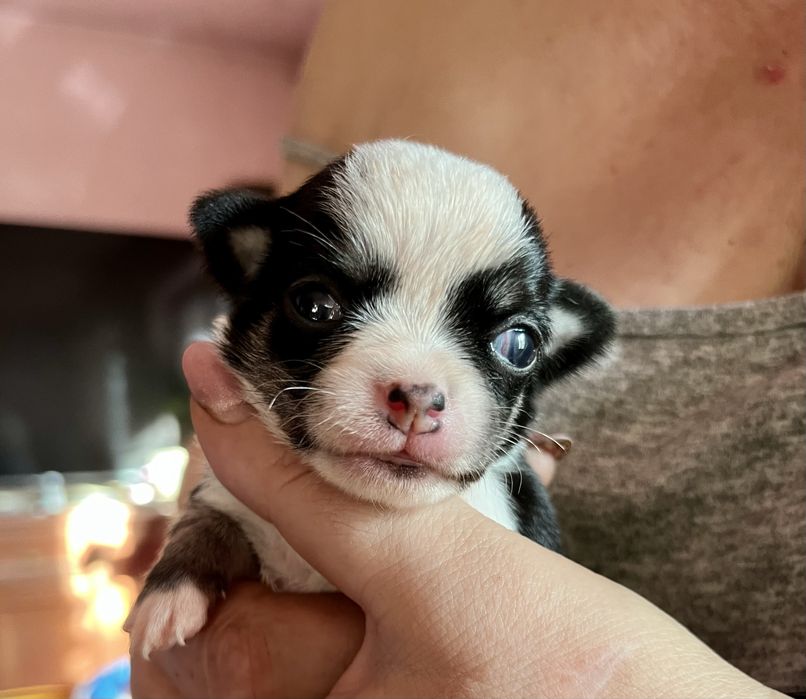 Chihuahua dlugowłosa dziewczynka ZkwP