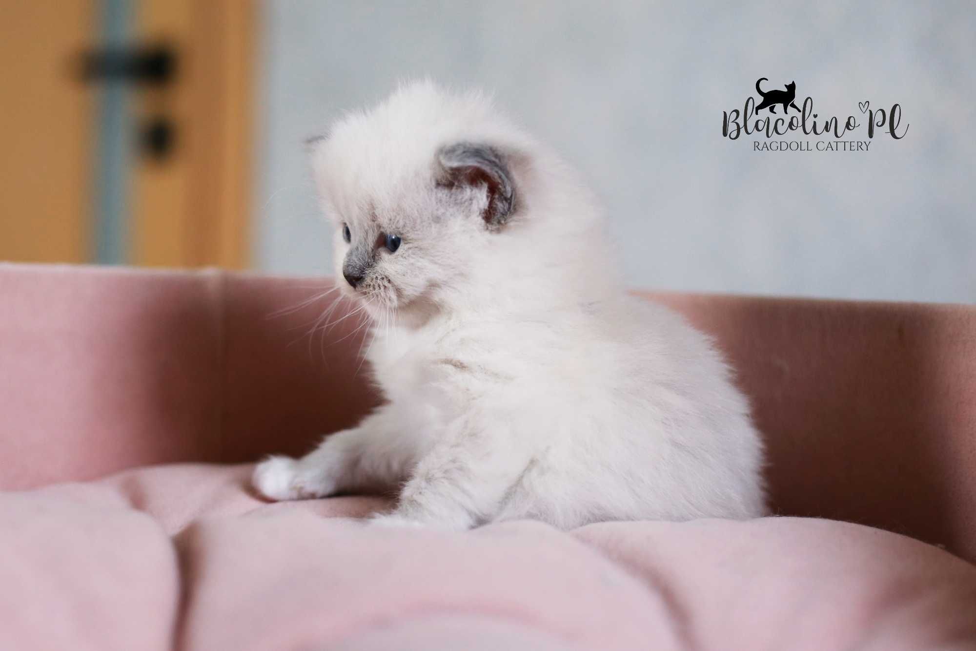 Rezerwacja RAGDOLL kotka do hodowli i na wystawy BLUE mitted, rodowód