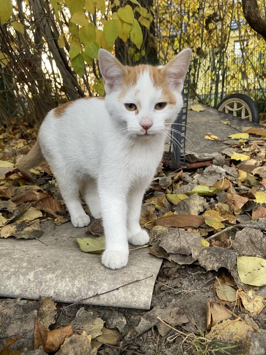 3-miesięczna kotka szuka domu