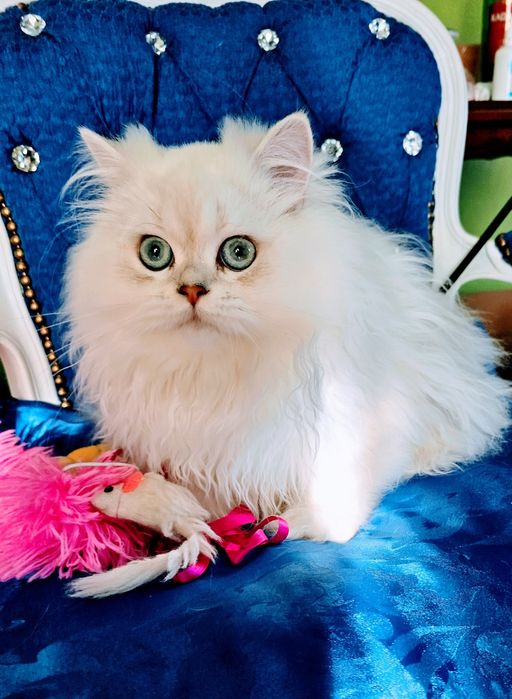 Rodowodowy piękny point BLH ns 21 33 długowłosy o błękitnych oczach