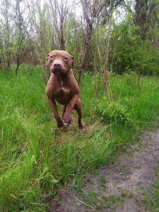 Щенки АПБ,Ред ноуз.