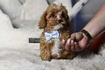 Cavapoo F1 RED BROWN wyjątkowy chłopiec gotowy do odbioru