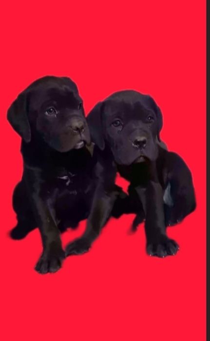 Кане корсо чорного окрасу дівчатка