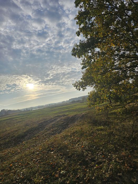 Piękna łąka nad Narwią Osetno/ pow. Łomżyński
