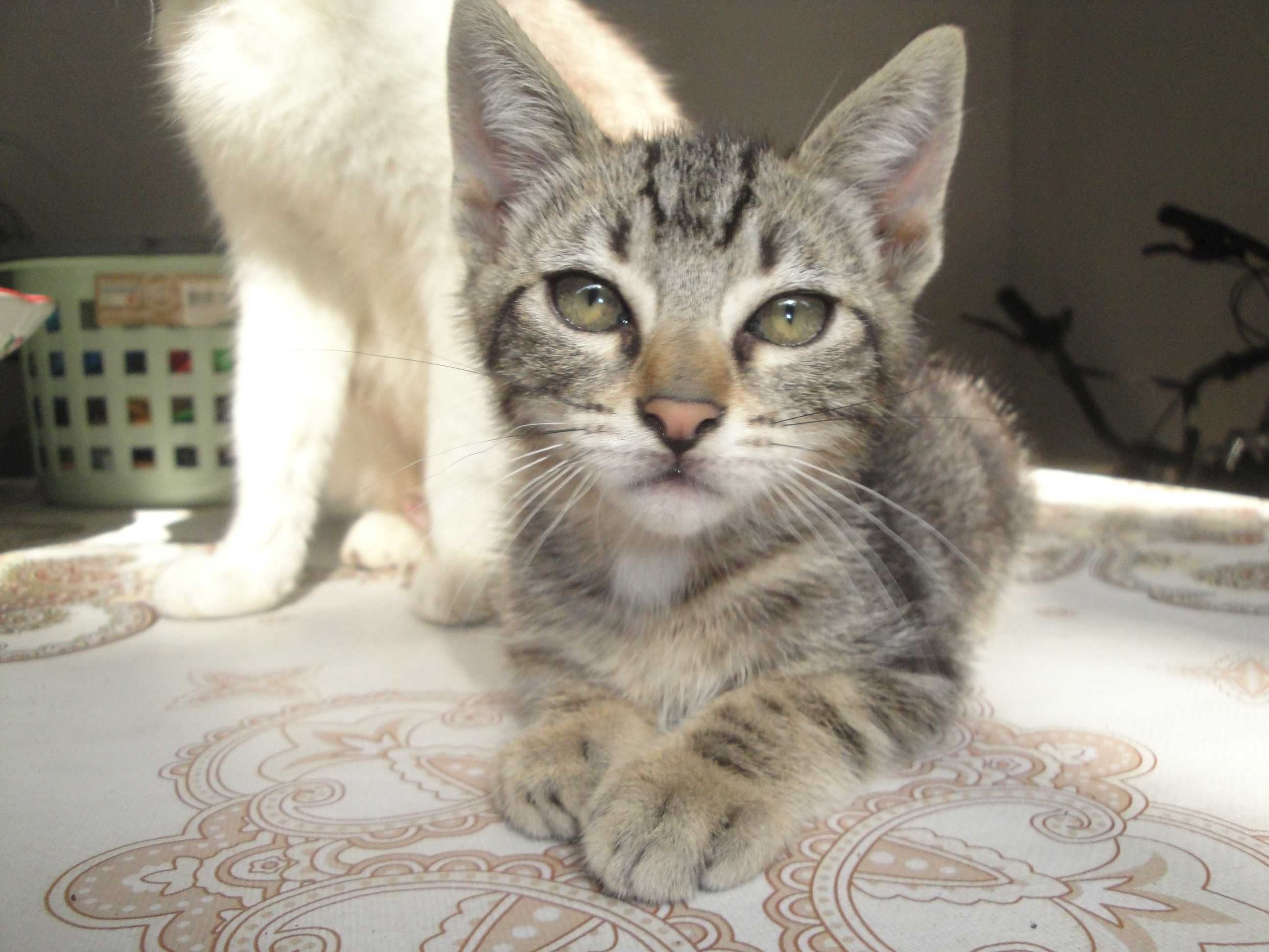 Dou gatinhos - Ofereço 2 latas de comida na adoçao de cada gatinho