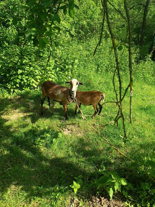 Barany kameruńskie matka z córką