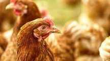KURY NIOSKI KURKI MŁODE rosa messa leghorn.Prosto od Hodowcy