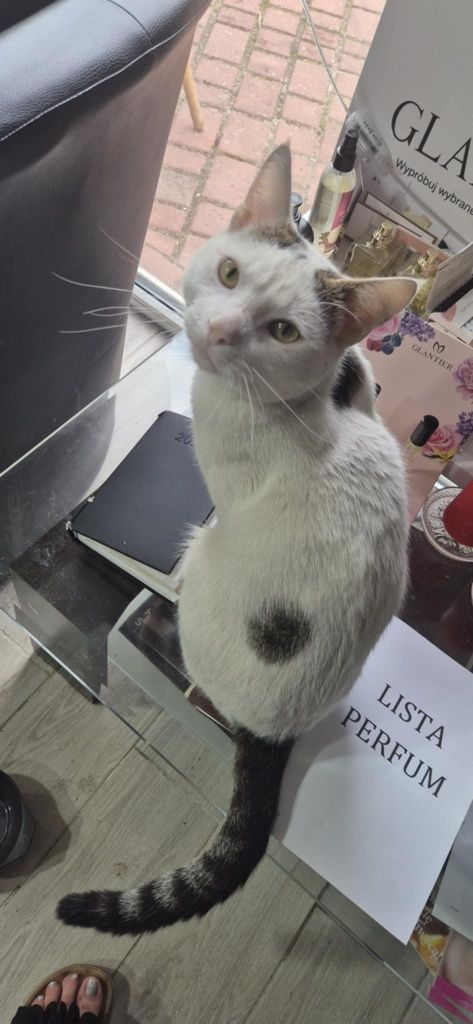 Kocurek Fredziu do adopcji