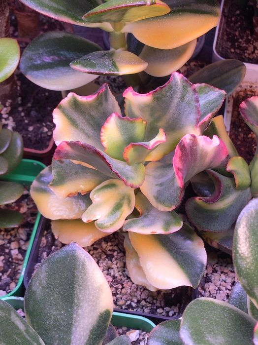 Красула, грошове дерево, толстянка, денежное дерево