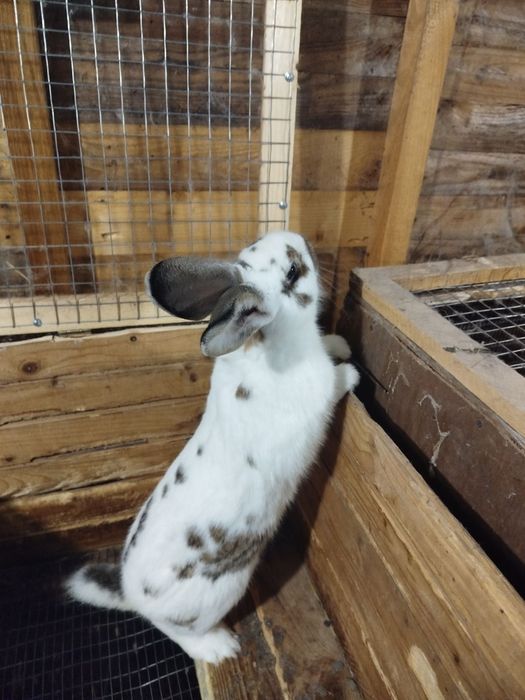 Продам самичок (самки)