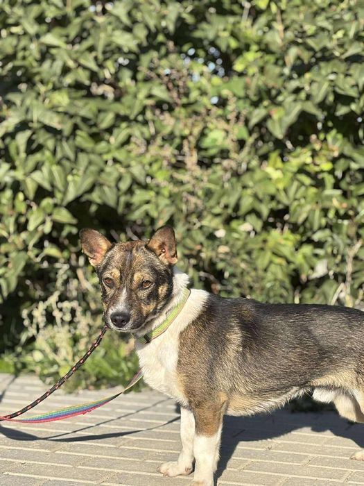 Pocieszny Bobik do przygarnięcia