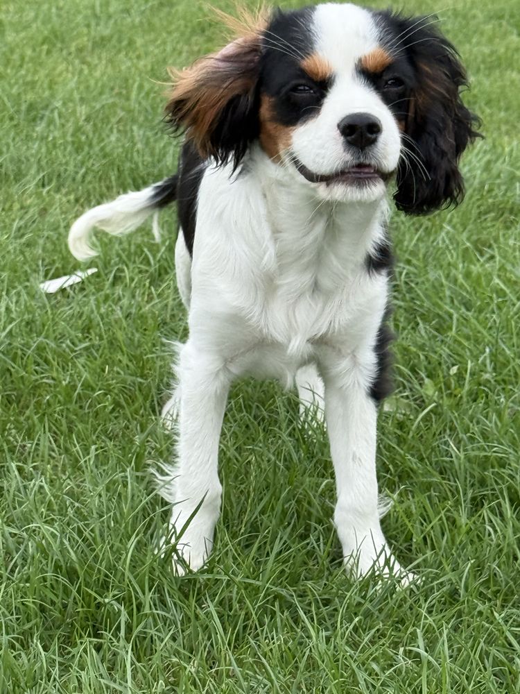 Cavalier King Chrles Spaniel
