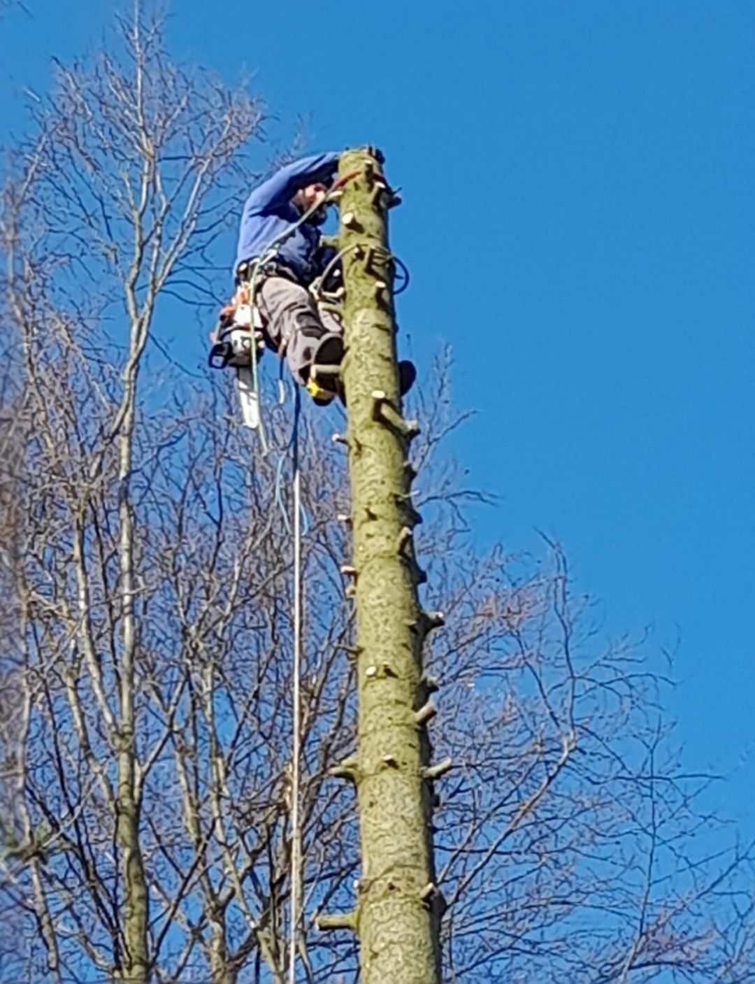 Czyszczenie ogrodów z krzewów gałęzi przycinanie drzew tuj zrębki