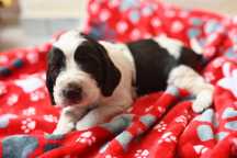 Springiel Spaniel Angielski