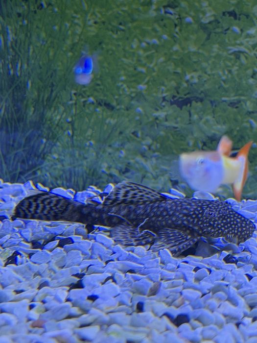Pleco Ancistrus Femea