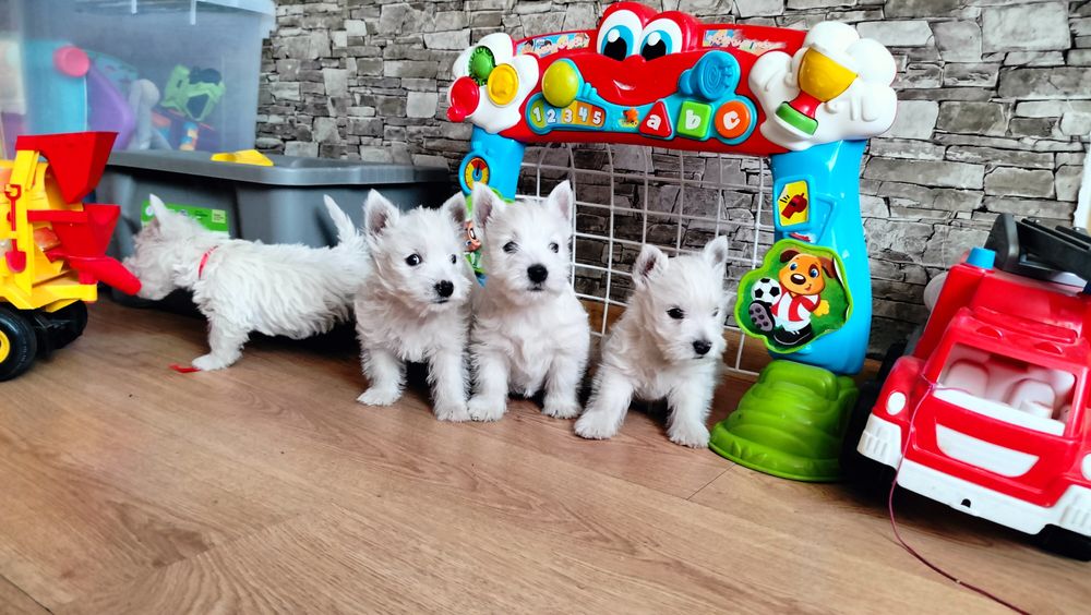 Śliczne szczenię -West Highlights White Terrier