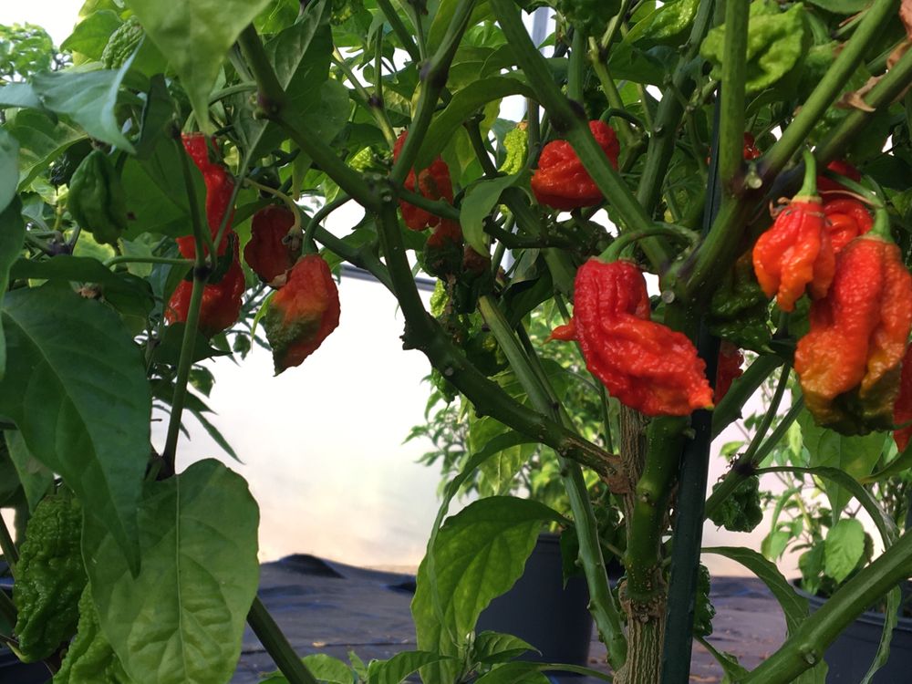 Carolina Reaper fresca