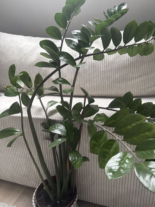 Zamioculcas 100cm zdrowy
