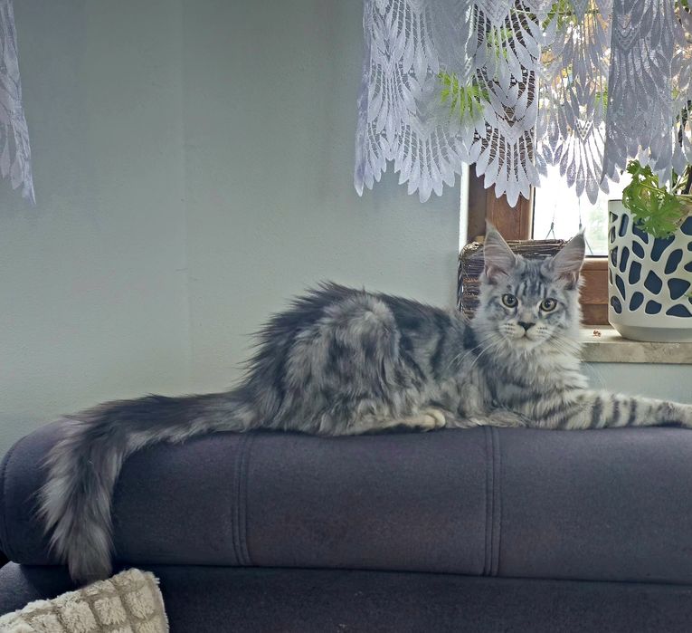 Srebrna kotka maine coon