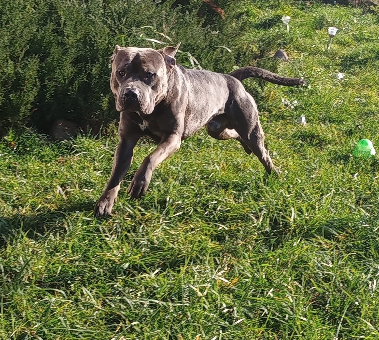 ‼️Amstaff zapowiedź Miotu ‼️ Wrzesień ‼️