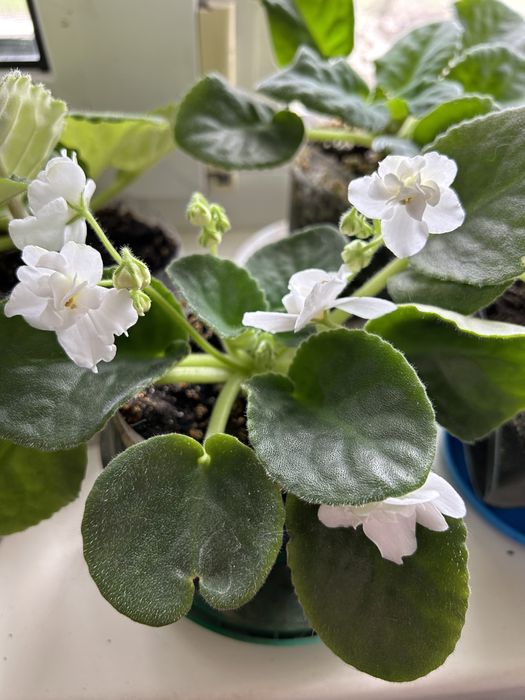 Фиалка белая красивая