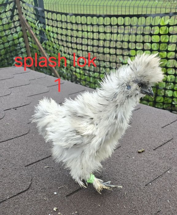 Silka jedwabista koguty