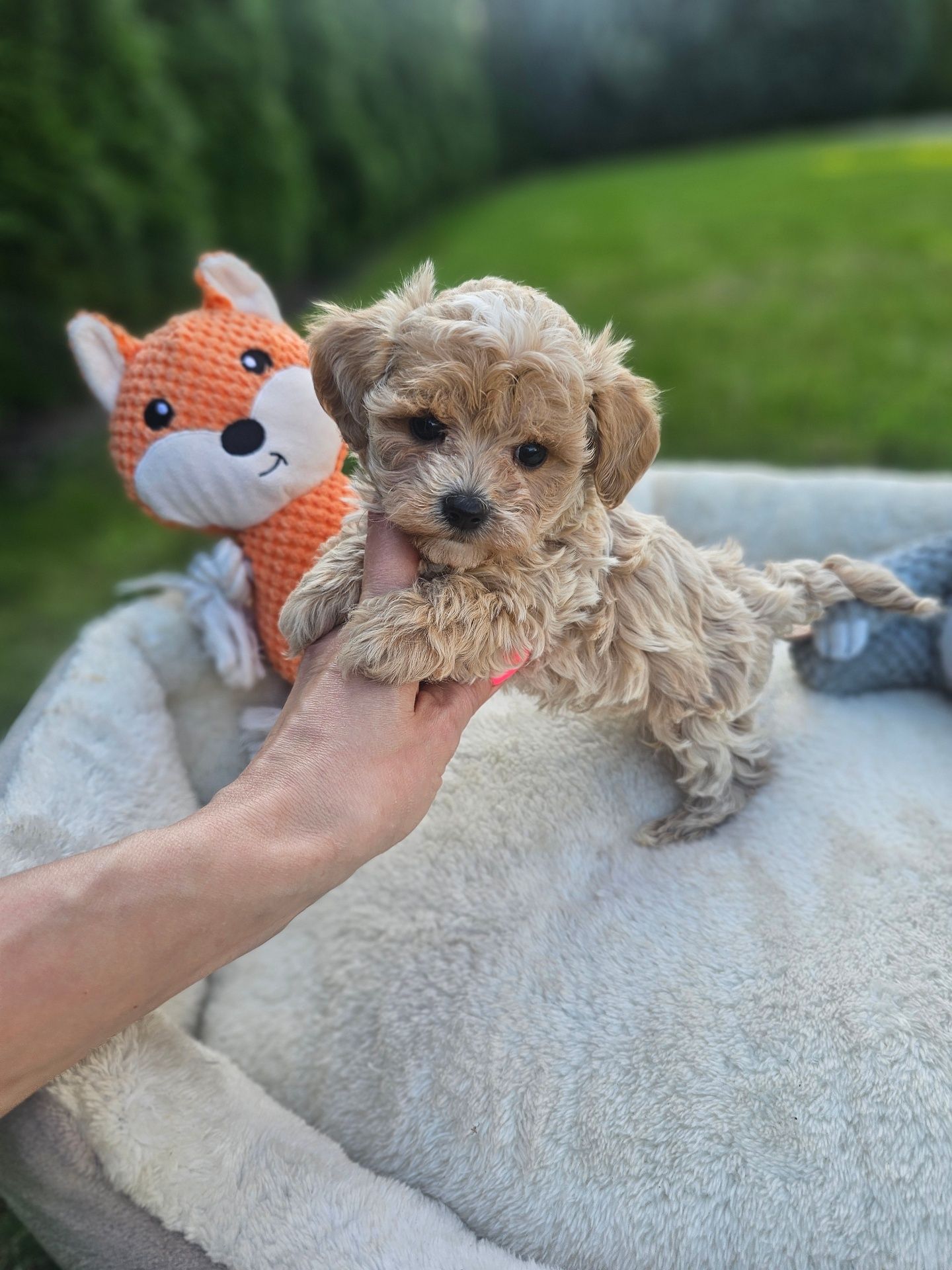 Obejrzyj Filmik Najpiękniejszy Chłopczyk  Maltipoo