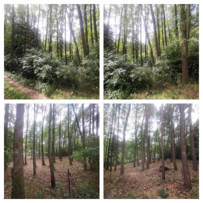 Wycinka i przycinka drzew, krzewów + rozdrabnianie gałęzi