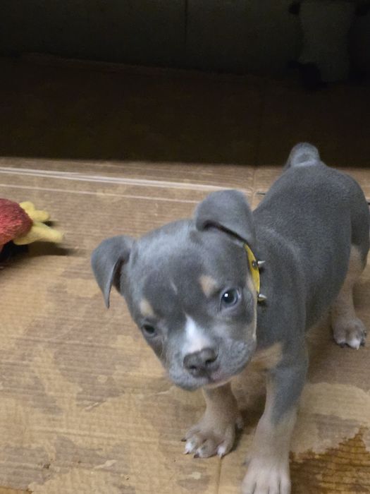Negociavel American bully macho micro