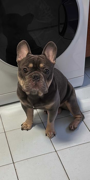 Bulldog Francês para Cruzas (Blue Tan)