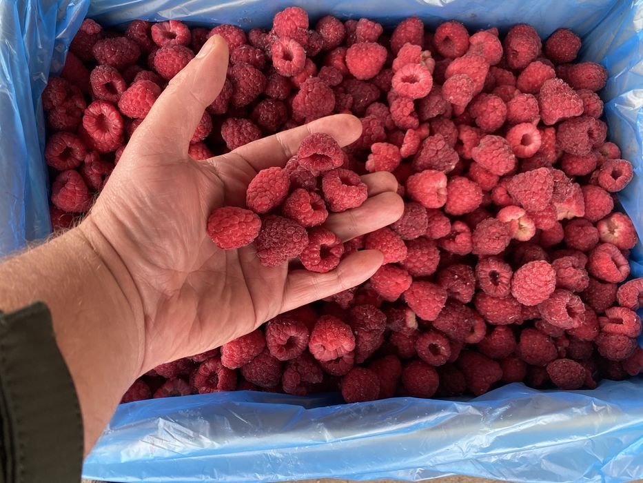 Заморожені ягоди оптом від виробника
