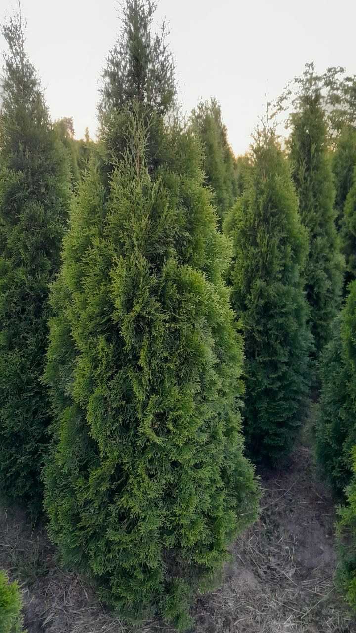 Tuja Szmaragd 170-180cm Szkółka Thuja Żywotnik Zachodni PROMOCJA