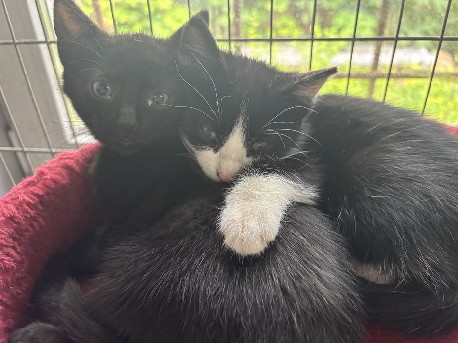 Boluś i loluś szuka domu