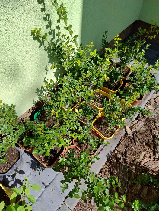 Krzewy do ogrodu nadwyżki