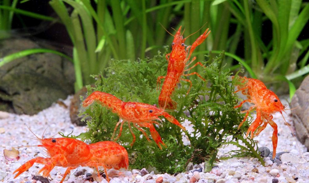 Raczek z Patzcuaro - Cambarellus patzcuarense "Orange" - Rak - wysyłka