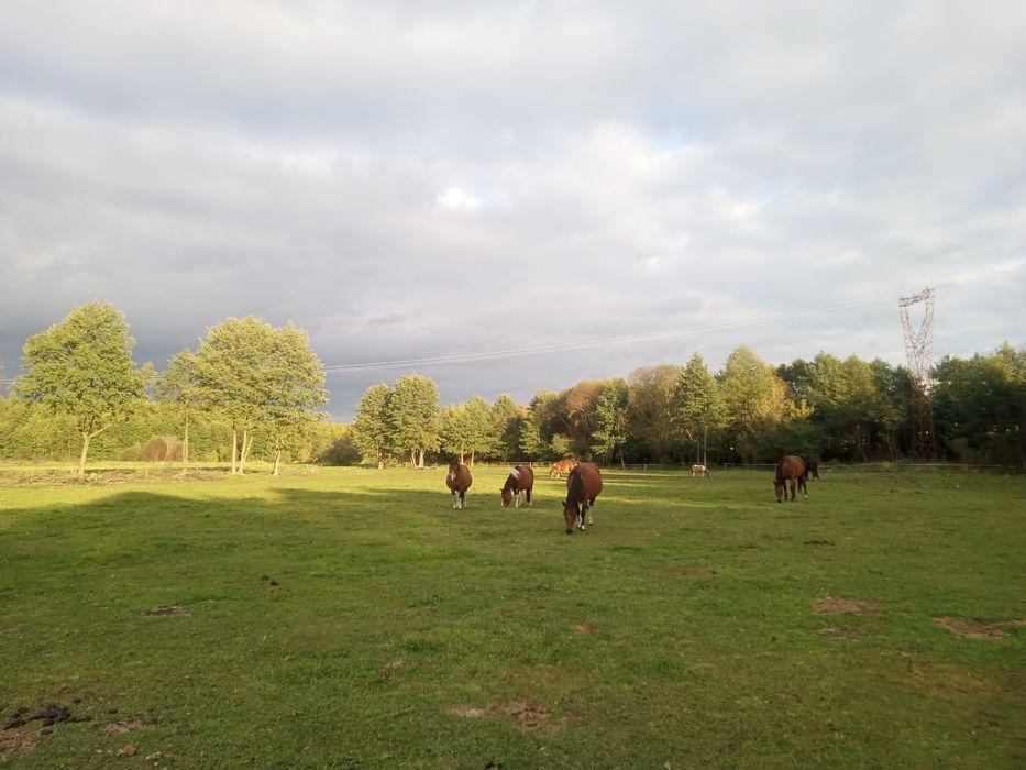 Zamienię obornik za słomę