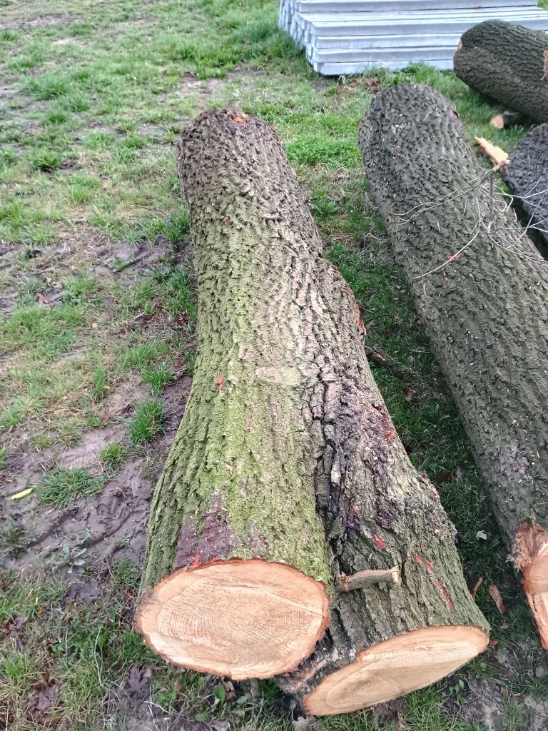 Dąb konary drewno