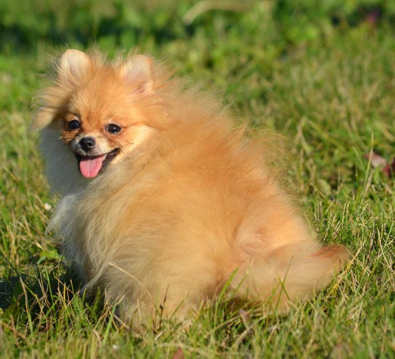 Szpic Miniaturowy Pomeranian śliczna suczka Waria ZKwP FCI rodowód