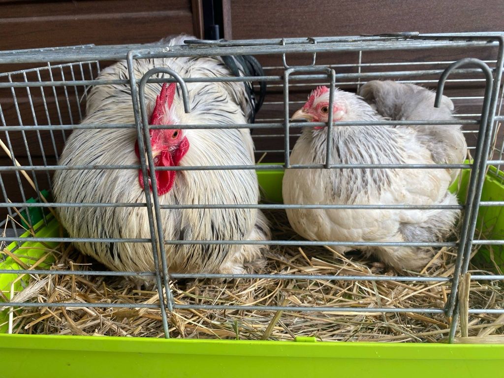 Karzełek kochin gronostajowy para