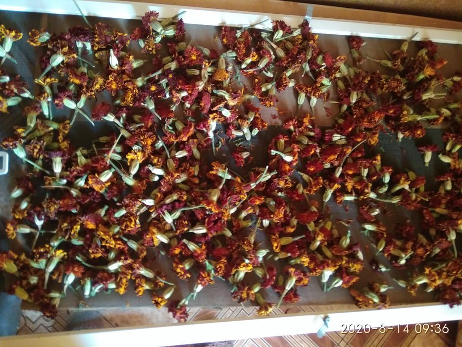 Бархатцы- лучшая противовирусная профилактика. Эффективно,бюджетно.