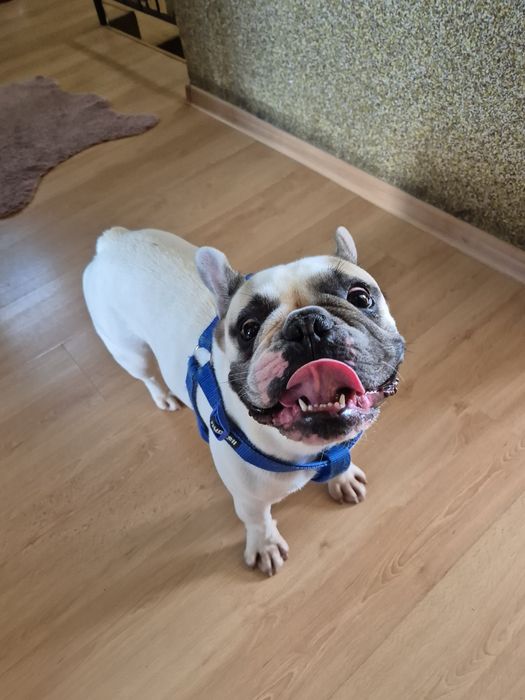Buldog francuski