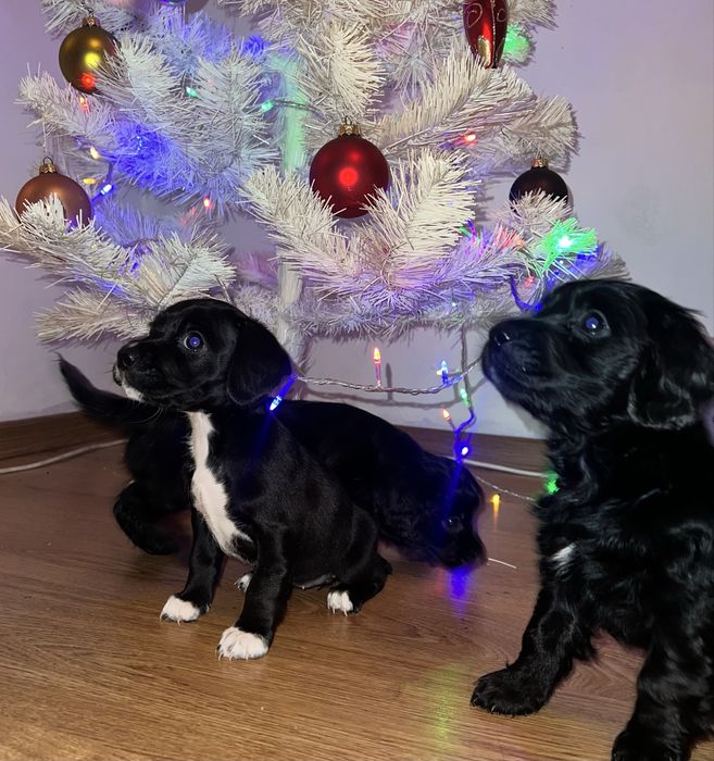 Віддаємо собачок